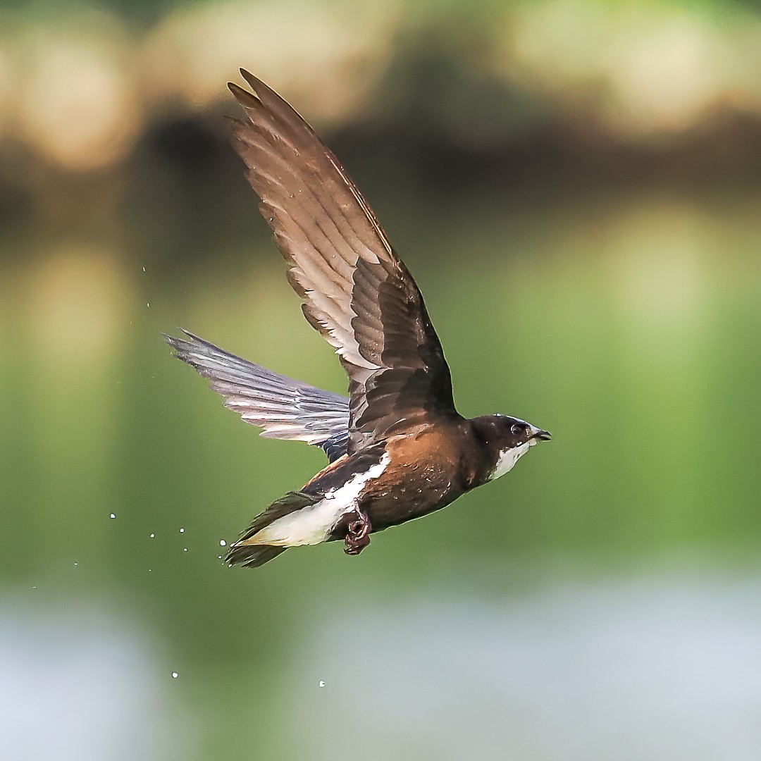 White-throated Needletail - ML472228161