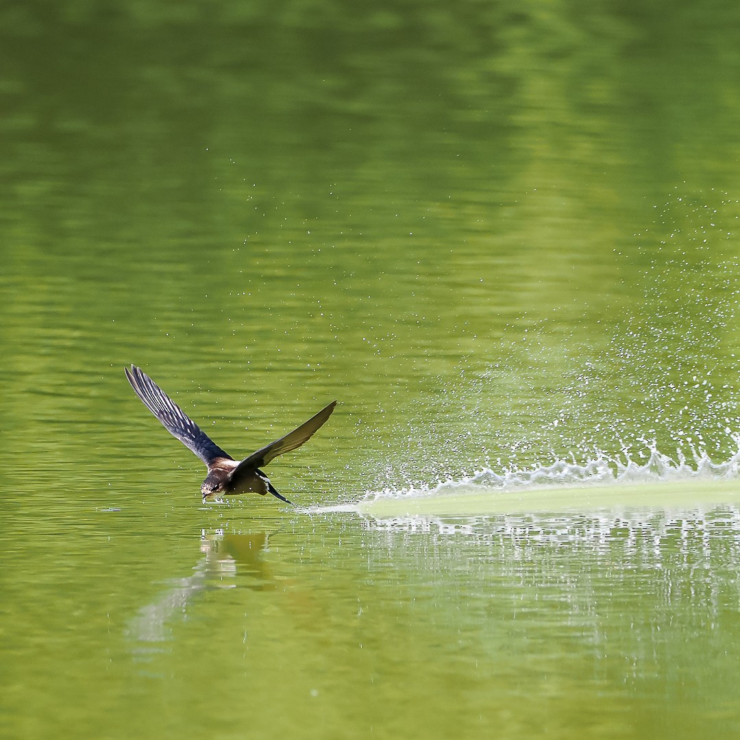 White-throated Needletail - Joji Fujitsuka