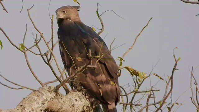 Águila Coronada - ML472228191