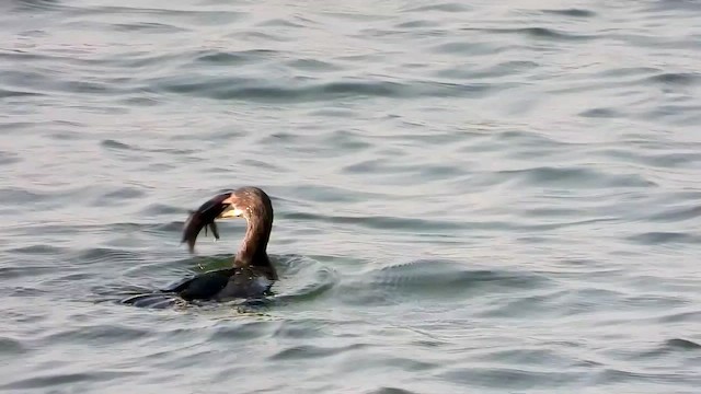 Long-tailed Cormorant - ML472228231