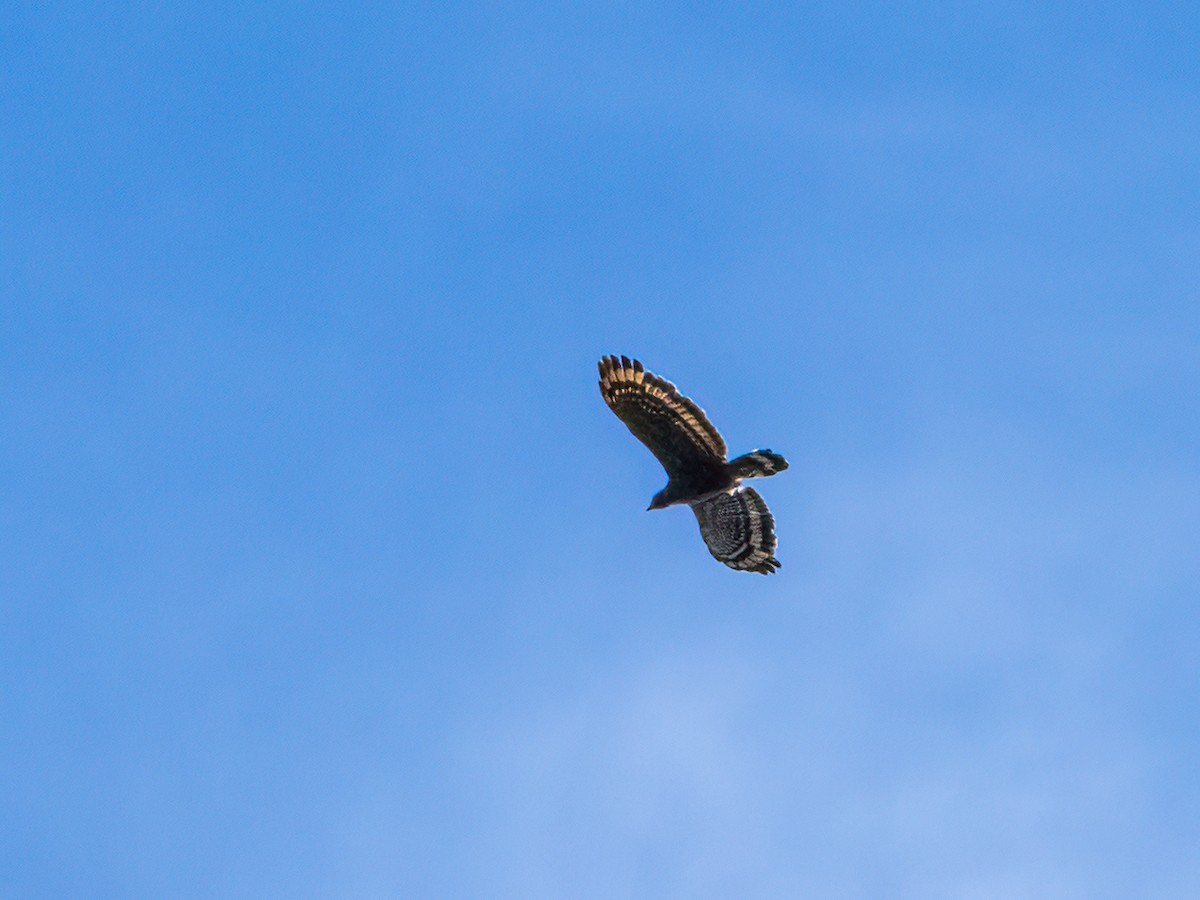 Philippine Serpent-Eagle - ML472228591