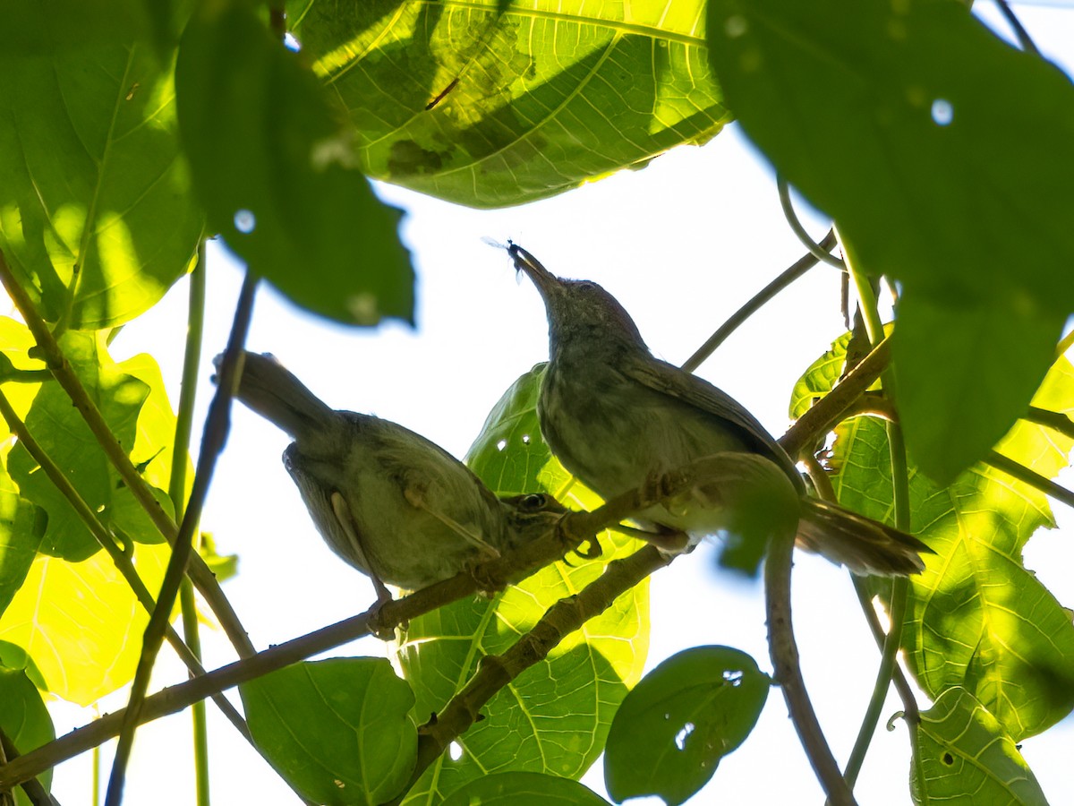 Gray-backed Tailorbird - ML472228631