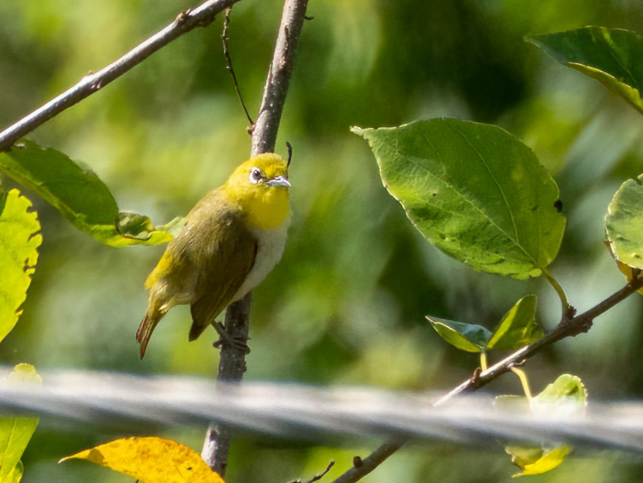 Lowland White-eye - ML472228641