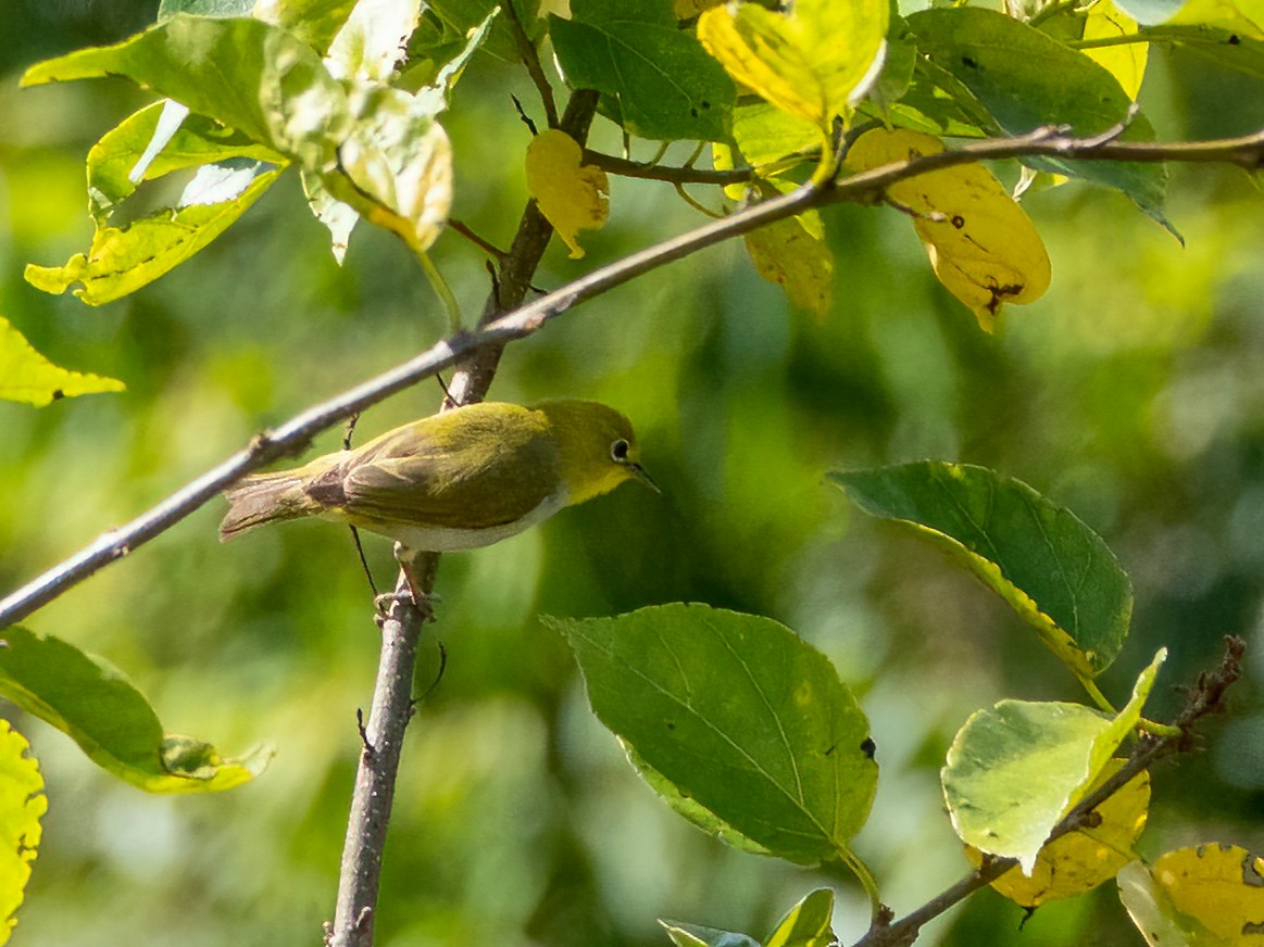 Lowland White-eye - ML472228651