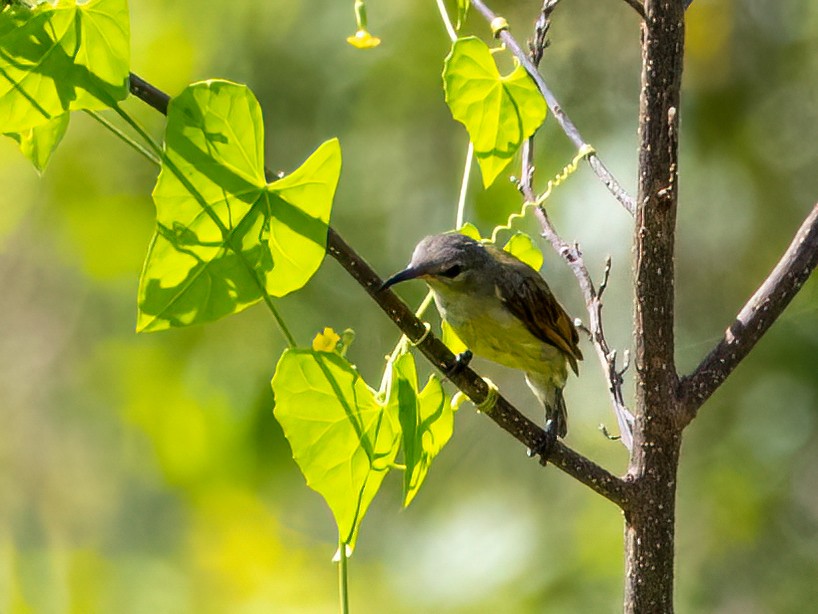 Purple-throated Sunbird - ML472228711