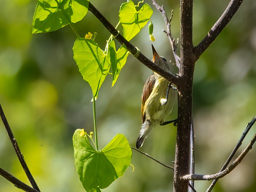 Purple-throated Sunbird - ML472228721
