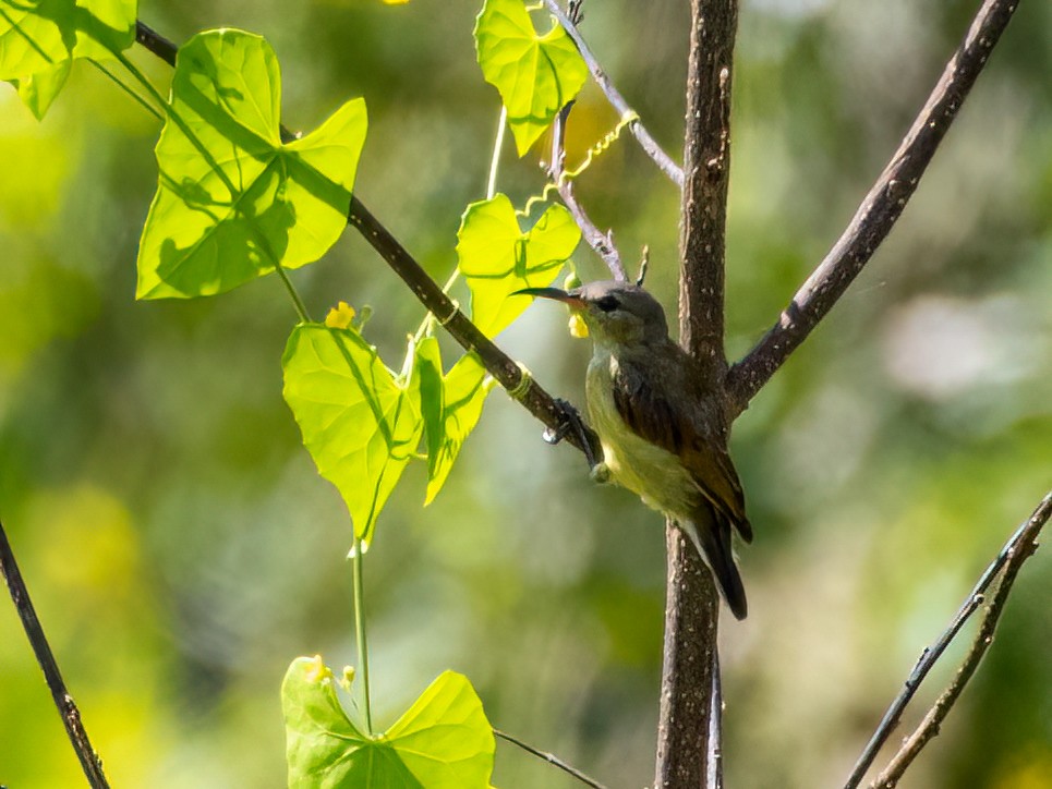 Purple-throated Sunbird - ML472228731