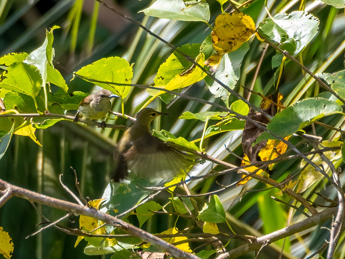 Purple-throated Sunbird - ML472228751