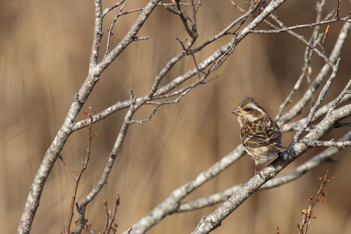 Purple Finch - Evan Lipton