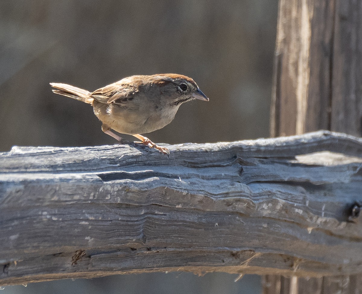 Rufous-crowned Sparrow - ML472229271