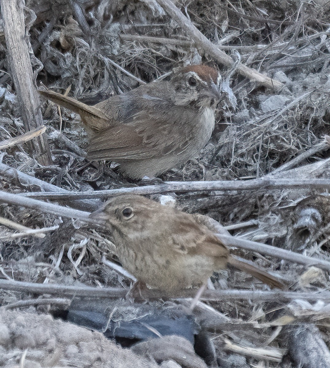 Rufous-crowned Sparrow - ML472229281