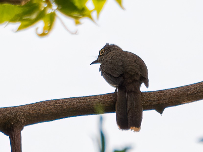 Yellow-wattled Bulbul - ML472229411