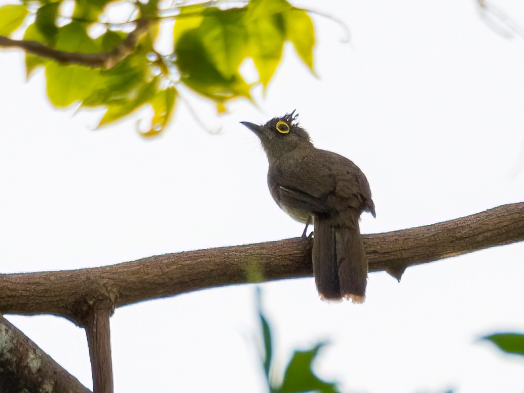 Yellow-wattled Bulbul - ML472229421