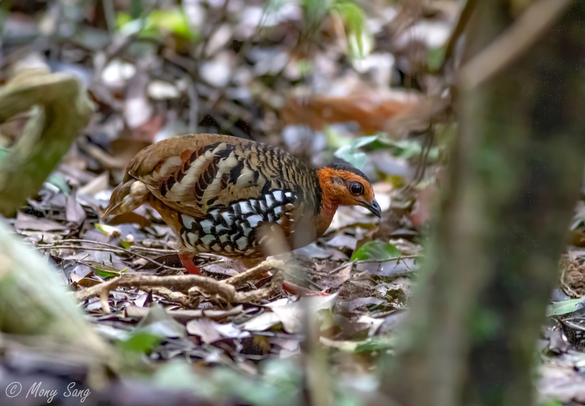 Chestnut-headed Partridge - ML472230031