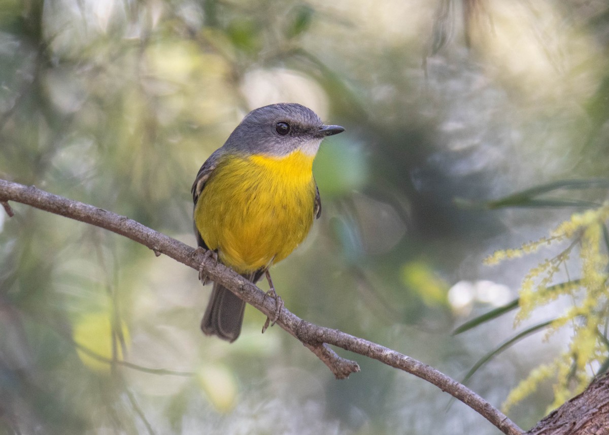 Eastern Yellow Robin - ML472230091