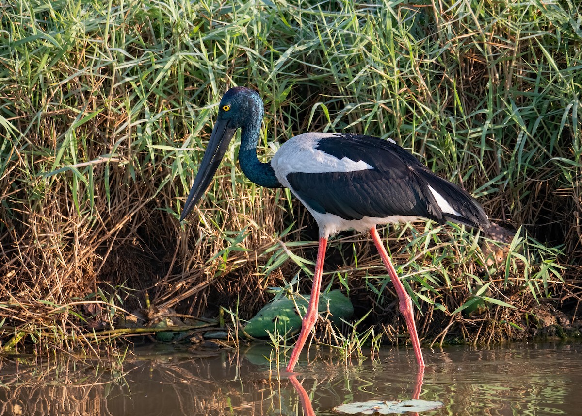 Black-necked Stork - Julie Clark