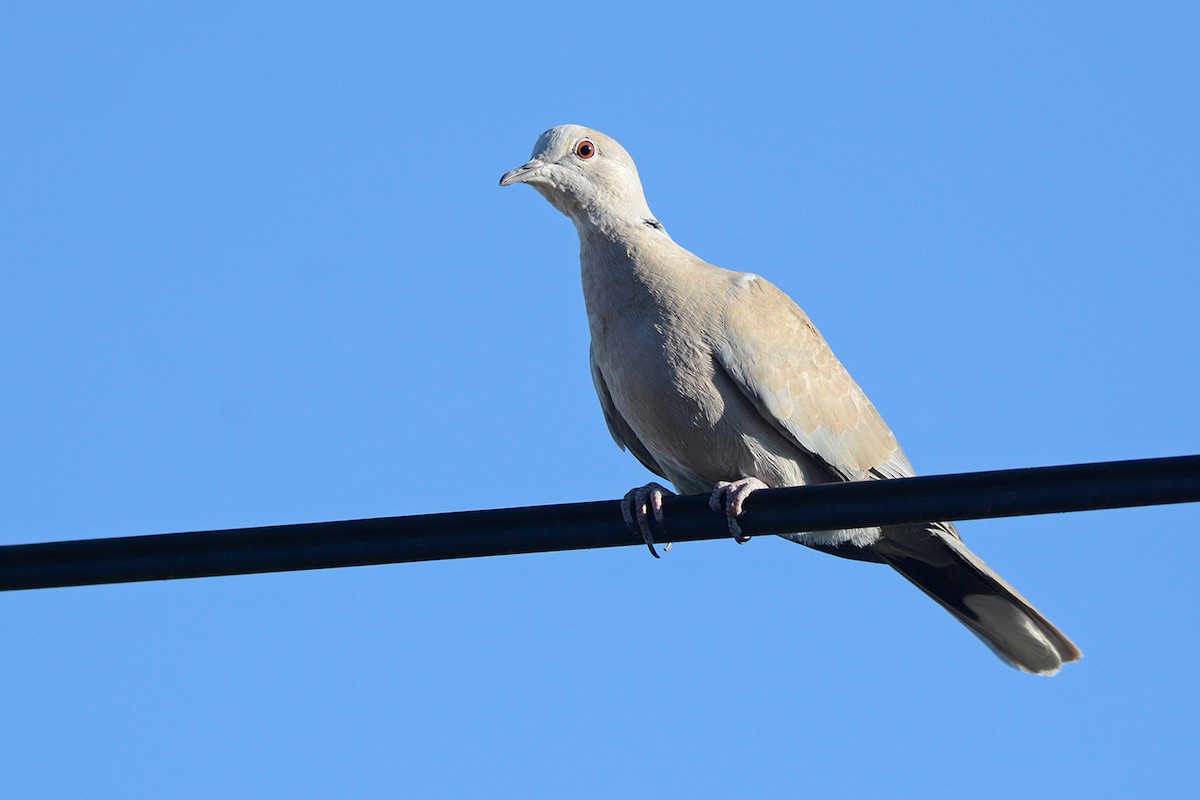 Eurasian Collared-Dove - ML472231961