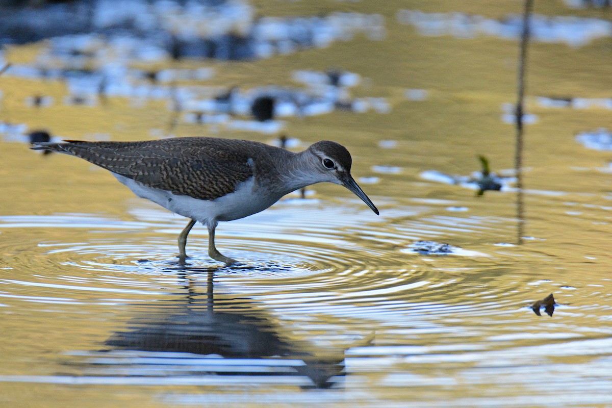 Common Sandpiper - ML472231981