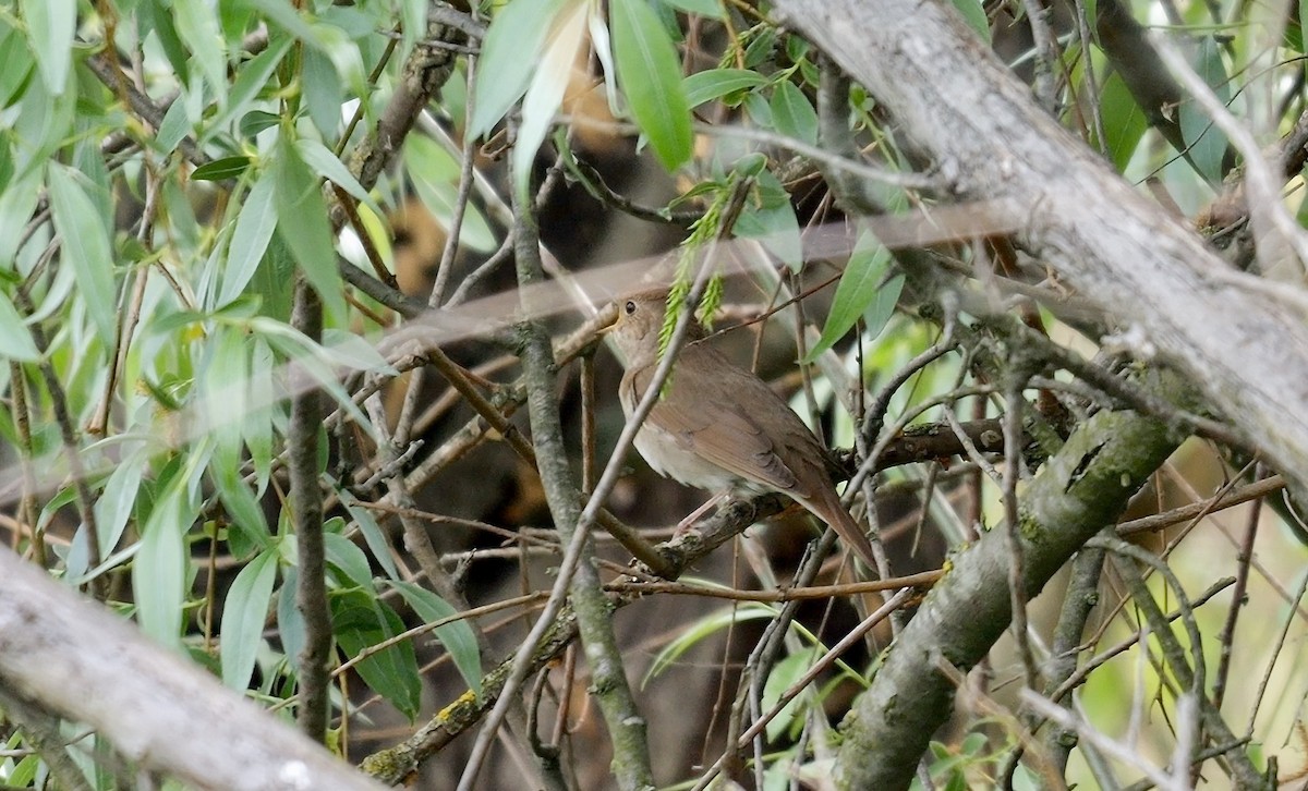 Thrush Nightingale - ML472232001