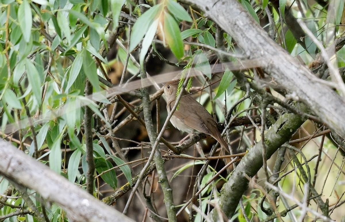 Thrush Nightingale - Greg Baker