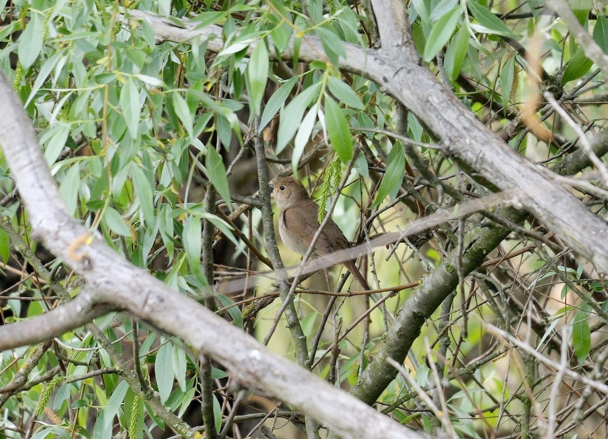 Thrush Nightingale - Greg Baker