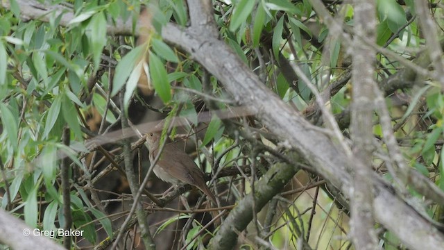 Thrush Nightingale - ML472232031