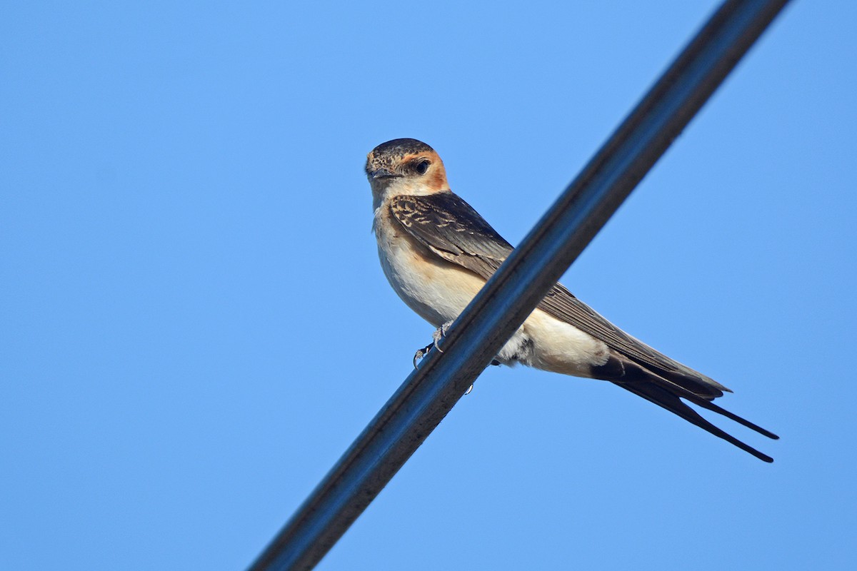 Red-rumped Swallow - ML472232041