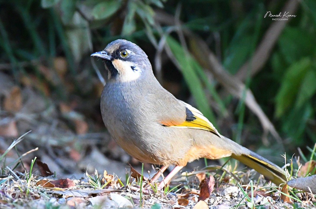 Variegated Laughingthrush - ML472232071