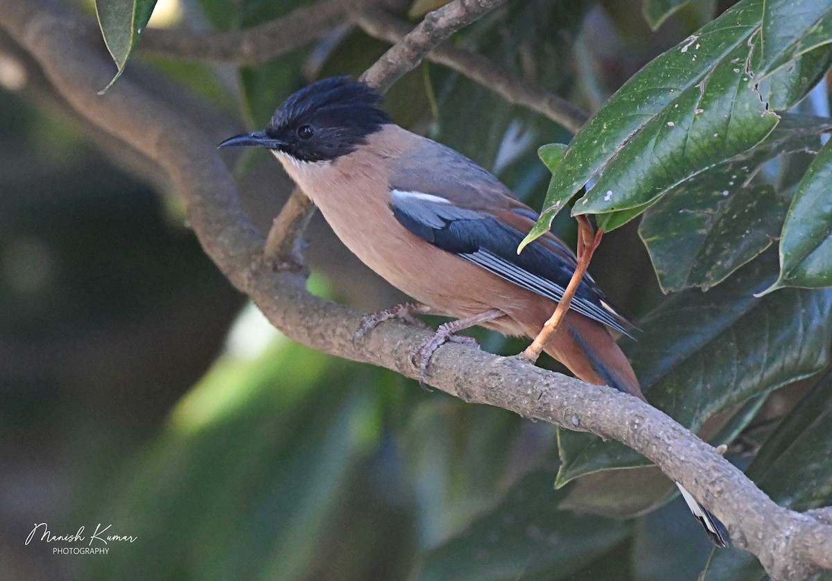 Rufous Sibia - ML472232091