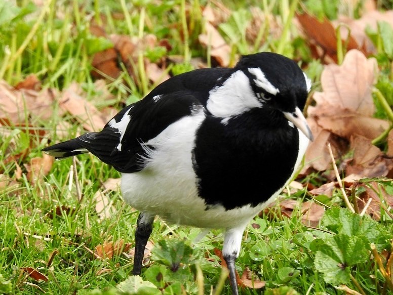 Magpie-lark - ML472232171