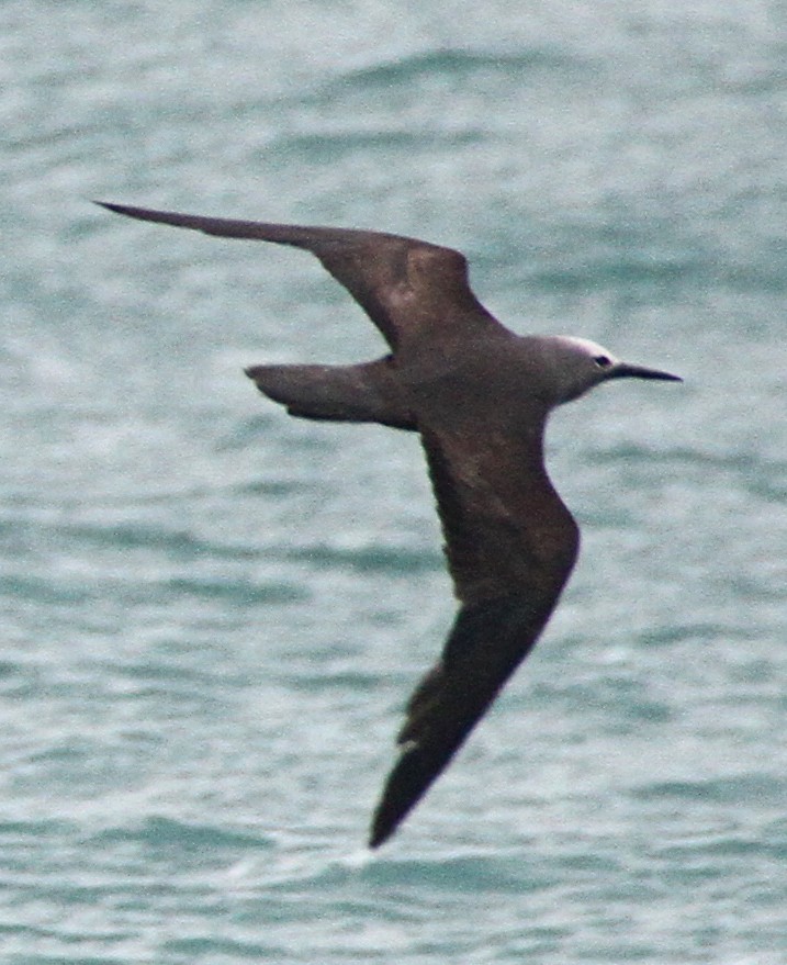 Lesser Noddy - ML472232181