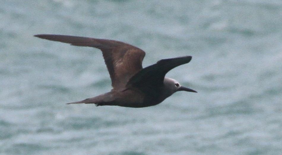 Lesser Noddy - ML472232191