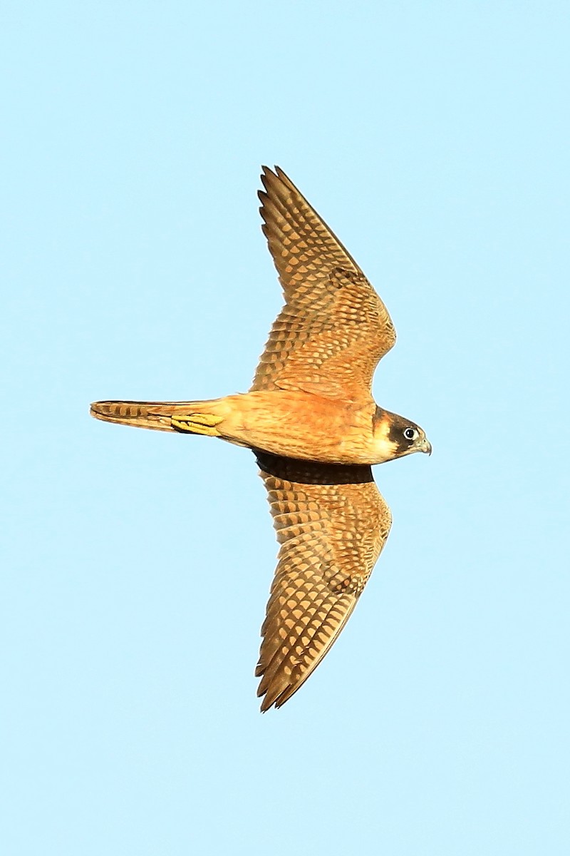 Australian Hobby - ML472232611