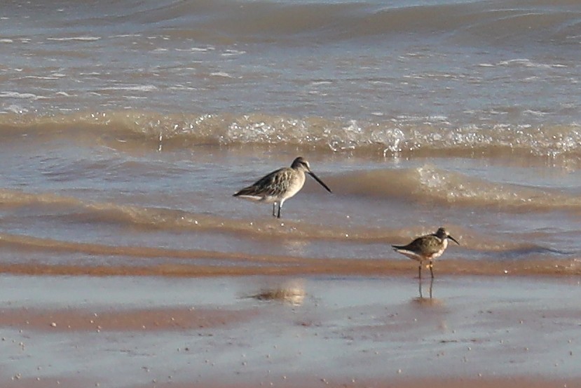Asian Dowitcher - ML472232691