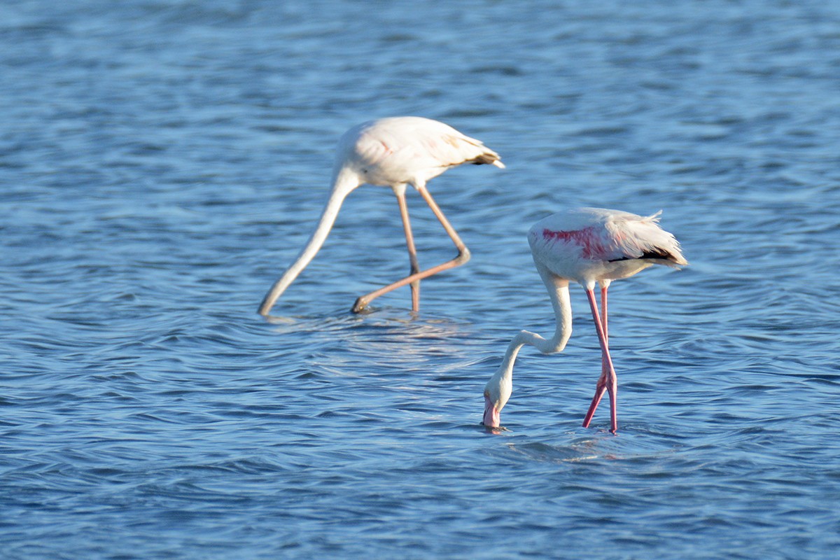 Greater Flamingo - ML472233481