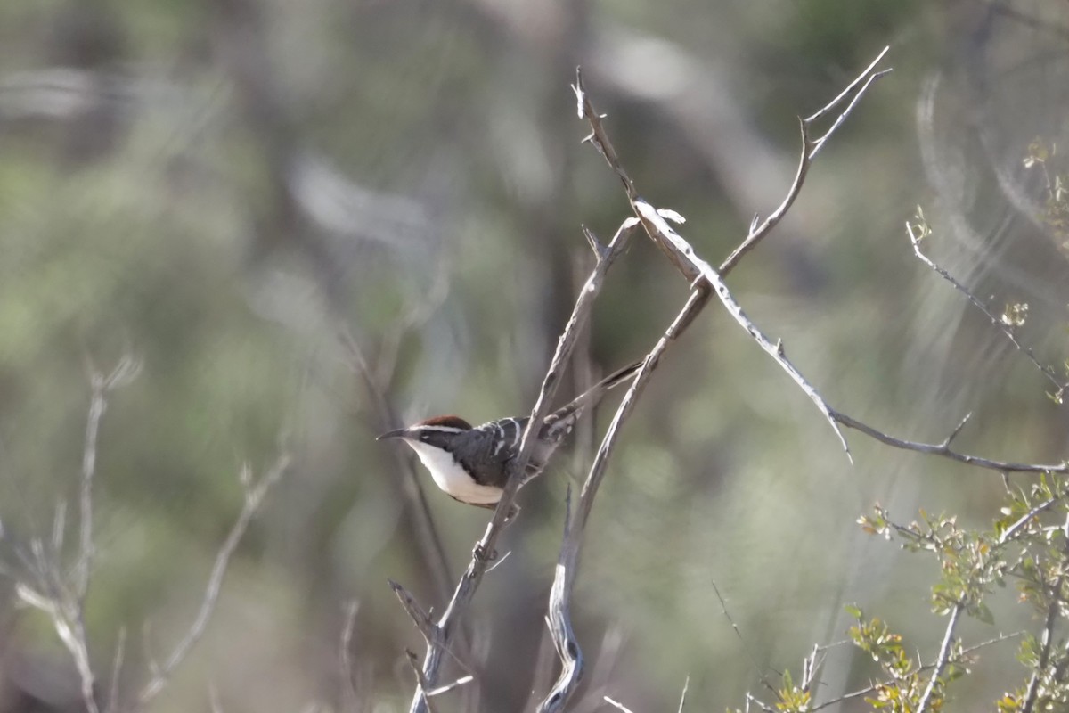 Chestnut-crowned Babbler - ML472236031