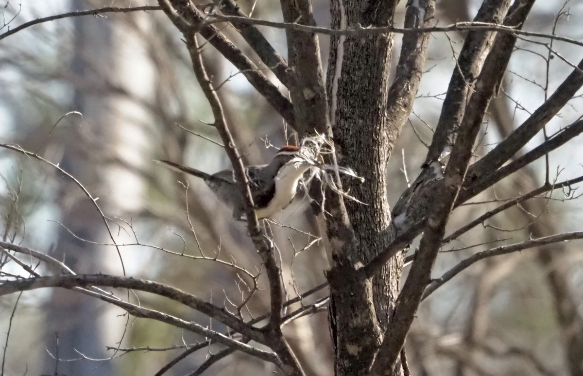 Chestnut-crowned Babbler - ML472236051