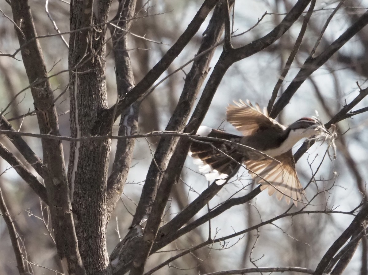 Chestnut-crowned Babbler - ML472236061