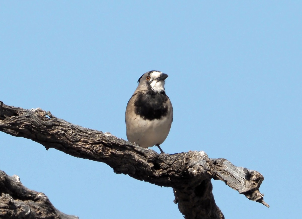 Crested Bellbird - ML472236211