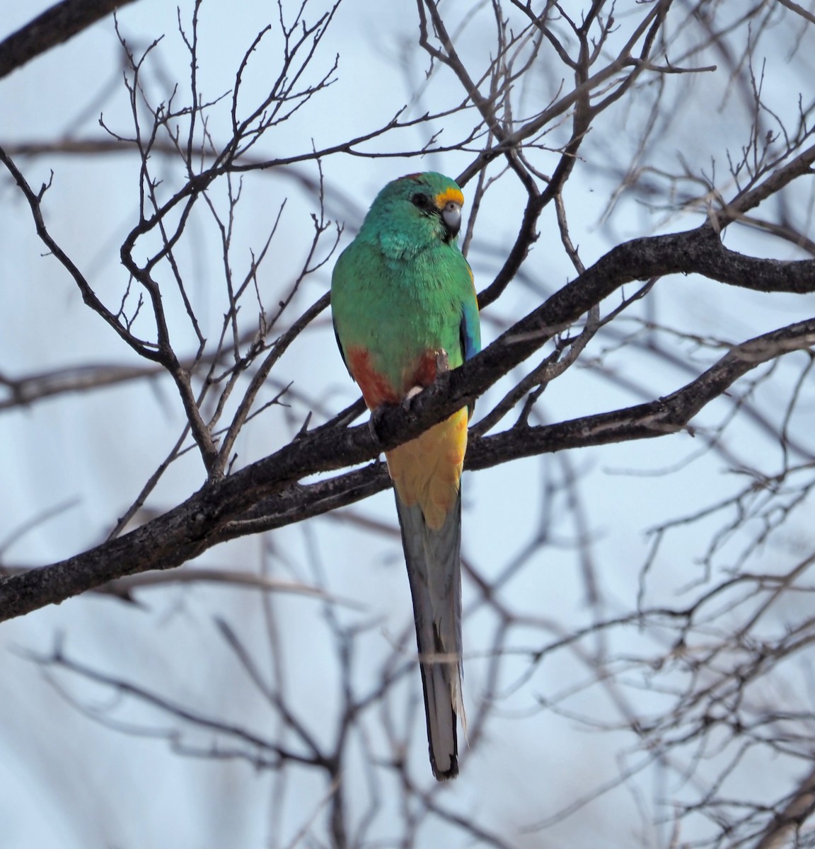 Mulga Parrot - ML472236431