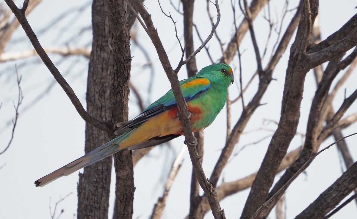 Mulga Parrot - Sue Lee