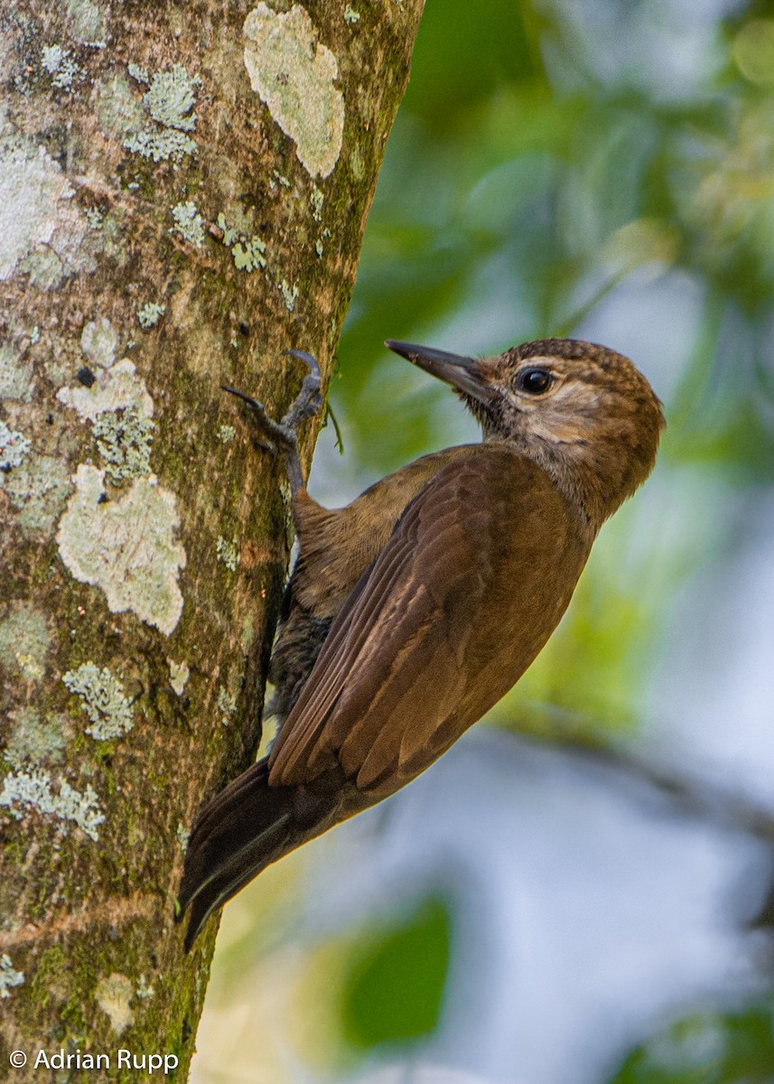 Smoky-brown Woodpecker - ML472238051