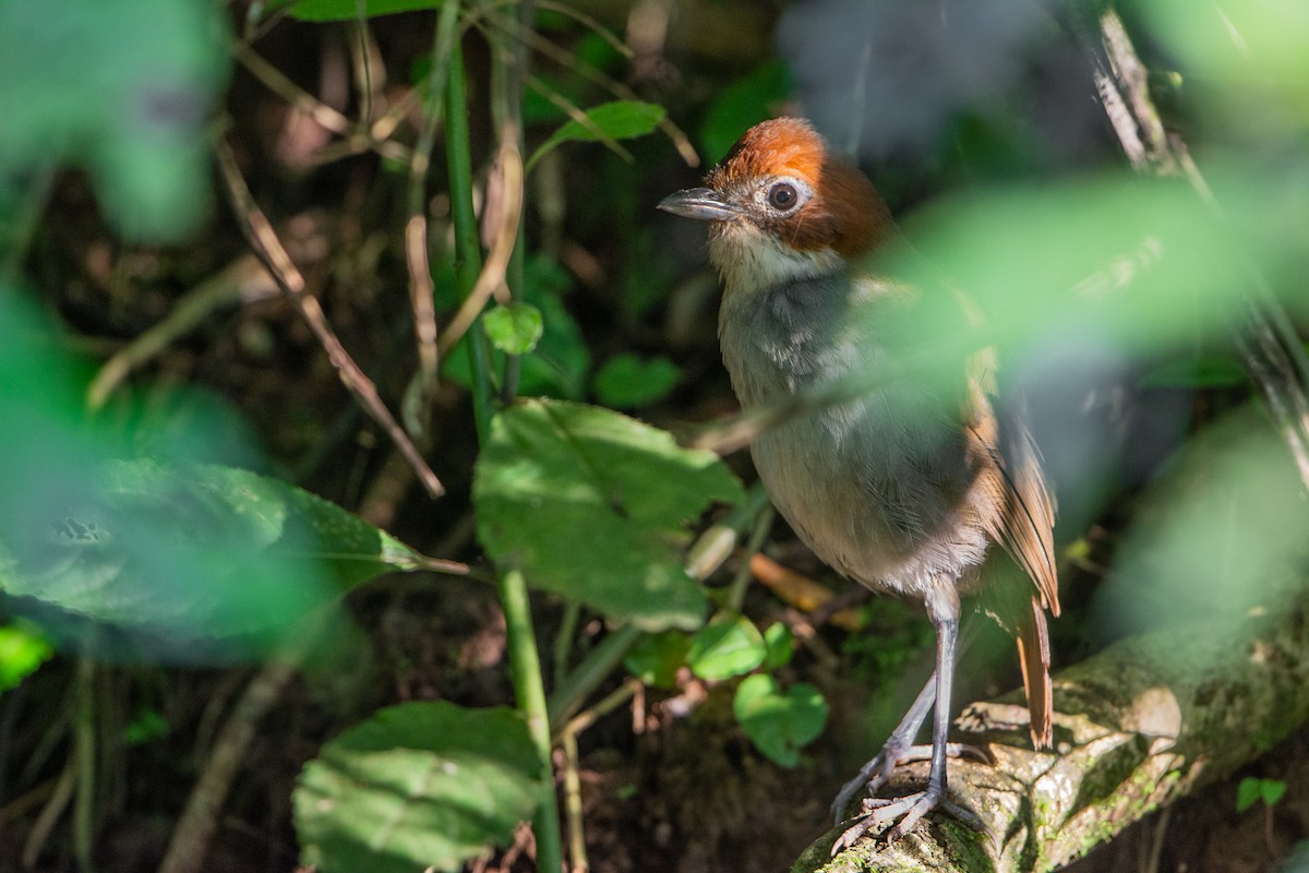 White-throated Antpitta - ML472238131