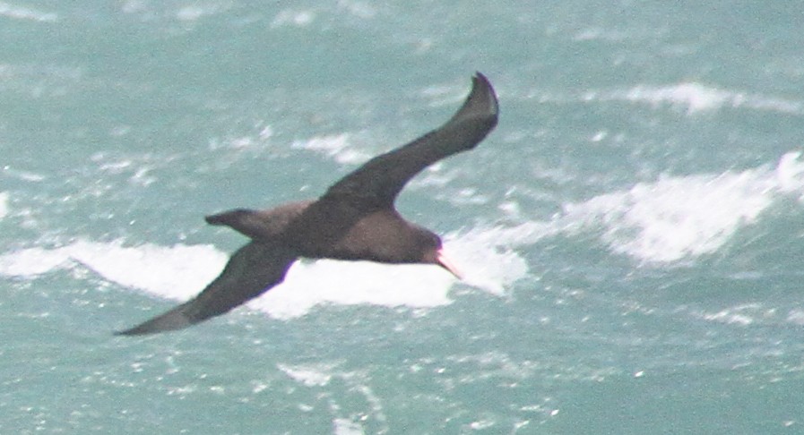 Southern Giant-Petrel - ML472238711