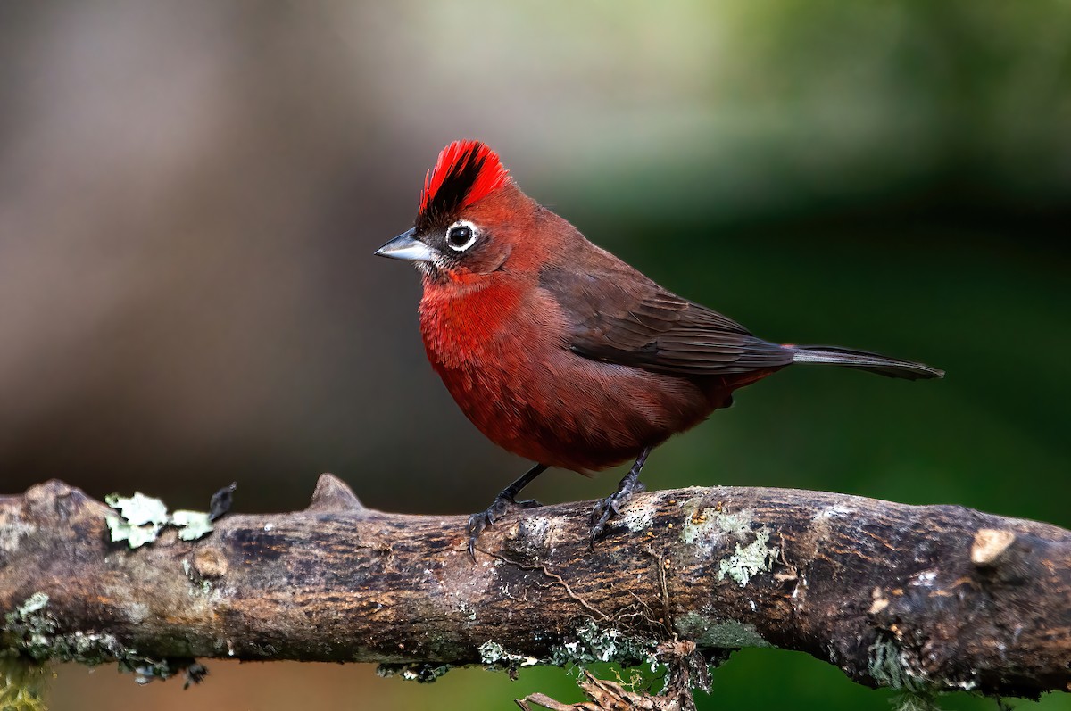 Red-crested Finch - Raphael Kurz -  Aves do Sul