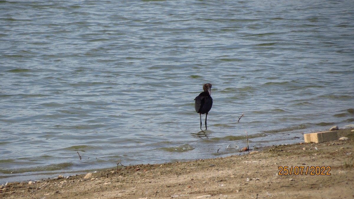 ibis hnědý - ML472240551