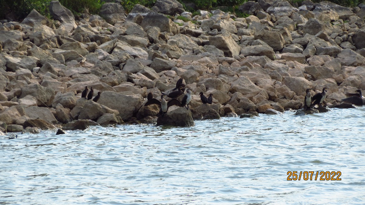 Great Cormorant - ML472240891