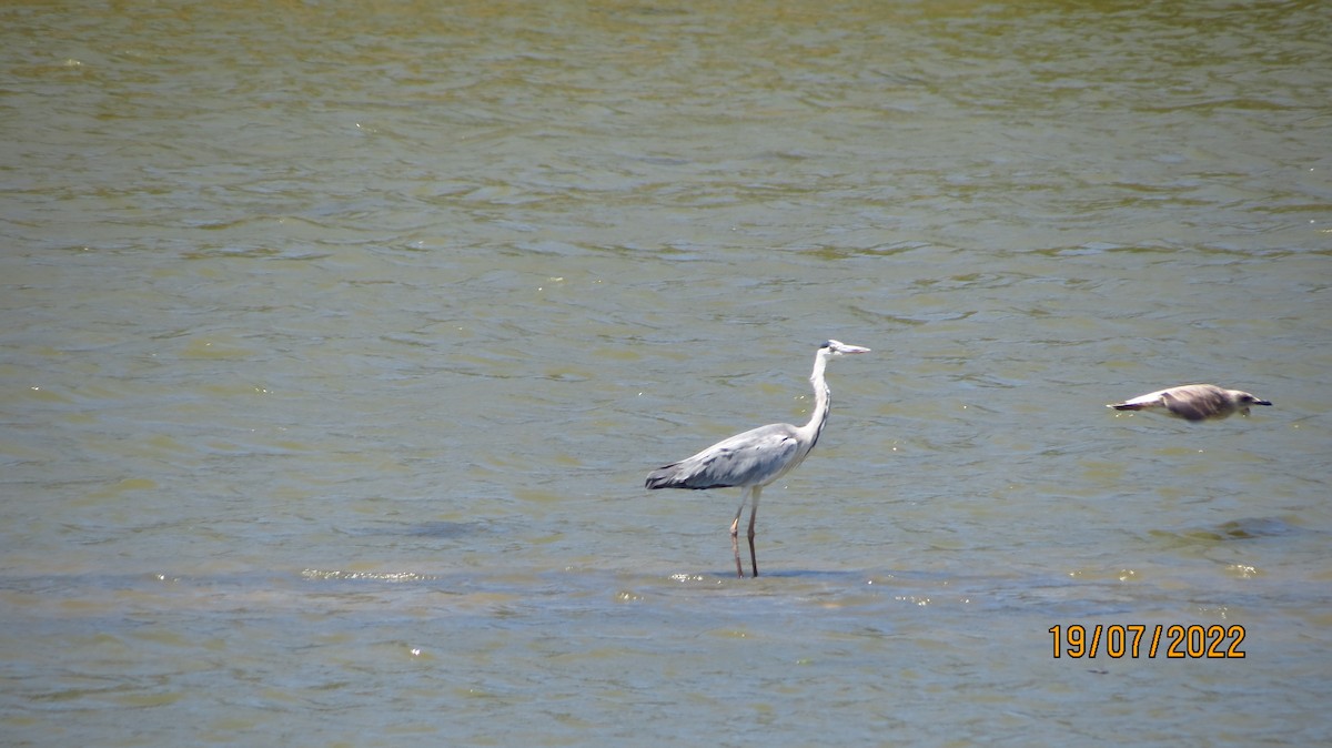 Gray Heron - ML472241621