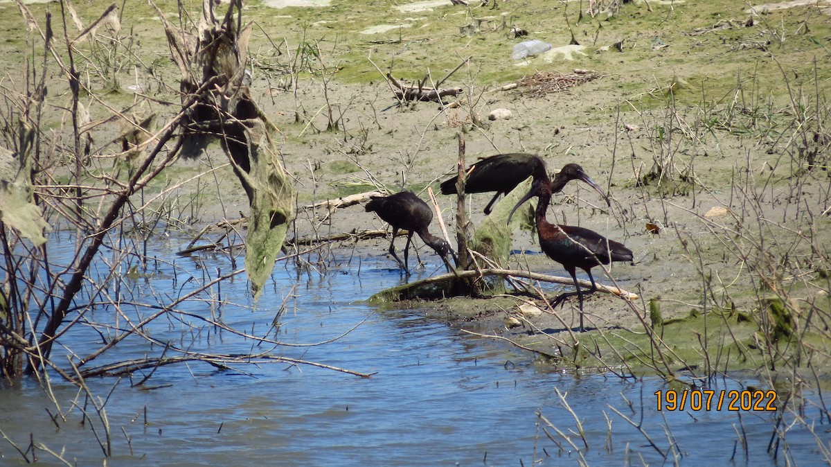 ibis hnědý - ML472241841
