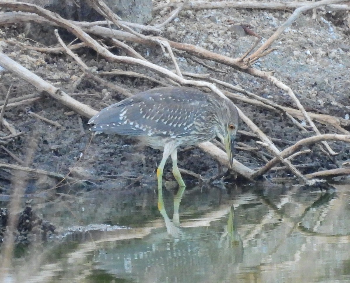 Black-crowned Night Heron - ML472242461